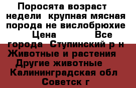 Поросята возраст 4 недели, крупная мясная порода(не вислобрюхие ) › Цена ­ 4 000 - Все города, Ступинский р-н Животные и растения » Другие животные   . Калининградская обл.,Советск г.